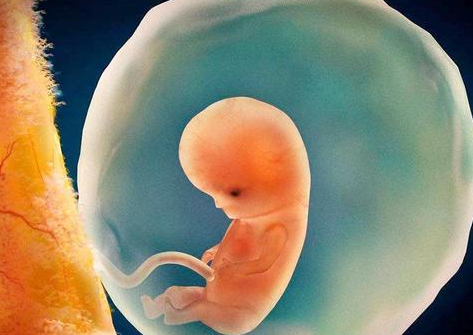 胚胎着床在小腹哪一侧图片