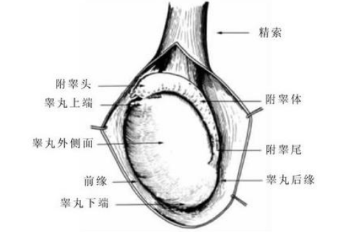 图像 3