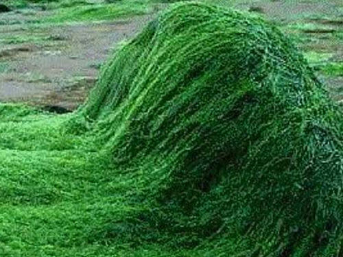 有人告诉我绿芙有机螺旋藻片的成分含量及用法用量吗?