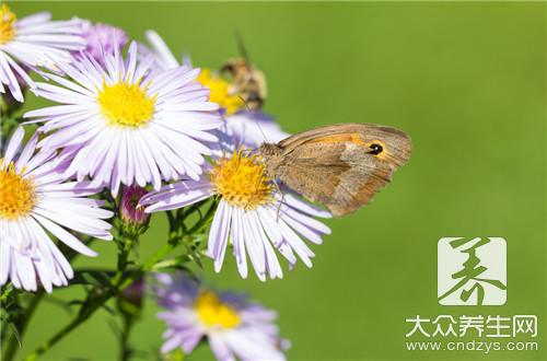 菊花茶和金银花茶哪个好