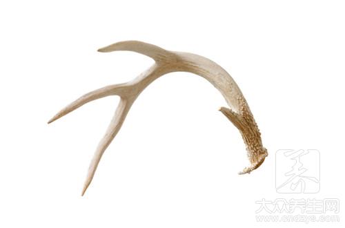 人参和鹿茸能一起吃吗