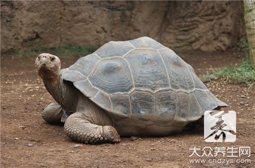 甲鱼跟什么一起炖汤？