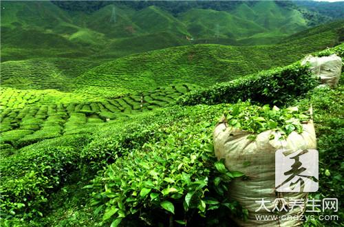  酥油茶用什么茶叶