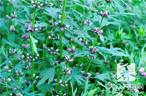 香油就是芝麻油吗