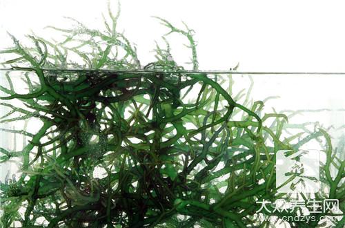  螺旋藻粉的功效与作用及食用方法