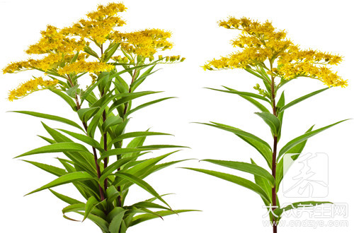  蒲公英的花怎么吃