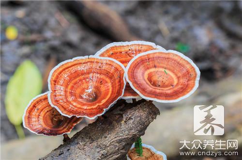  灵芝炖瘦肉的功效