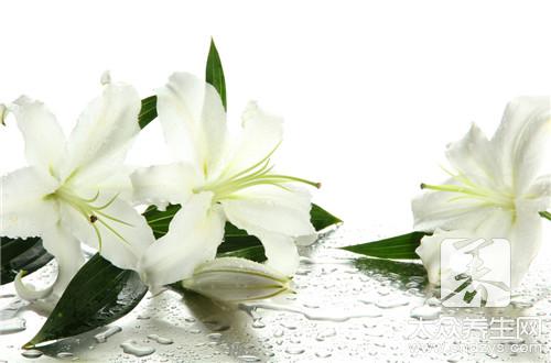 百合花干泡水的功效
