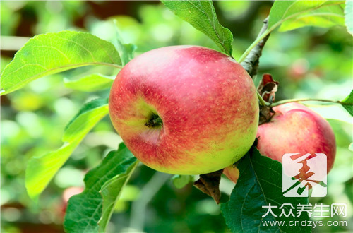 苹果肽的功效和作用是什么？