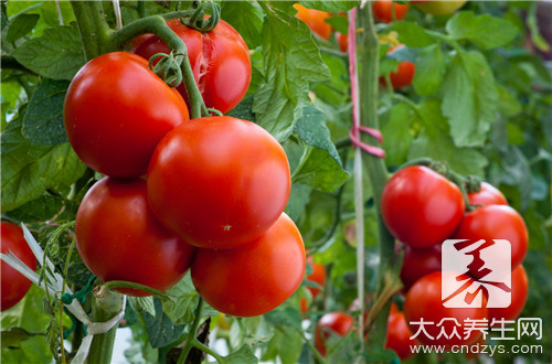 西红柿里含有什么营养?