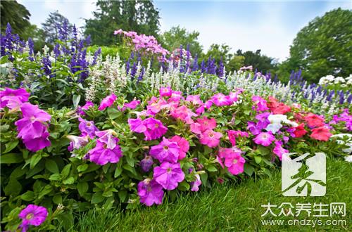  什么花能除甲醛