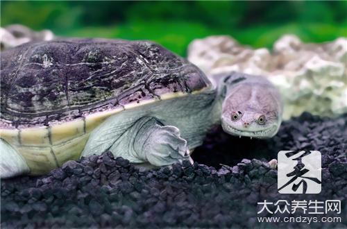 甲鱼功效与作用及禁忌有哪些?