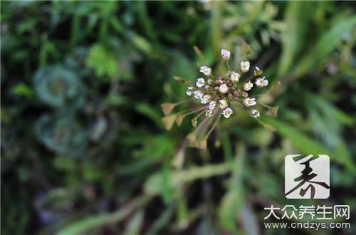  芨芨菜怎么做好吃