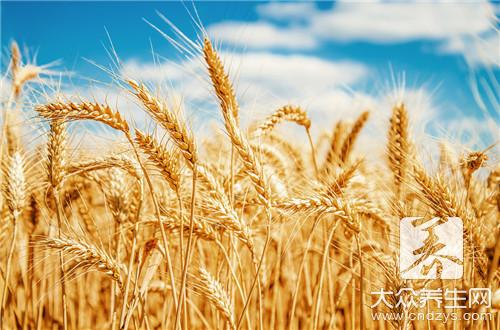 吃小麦能减肥吗？