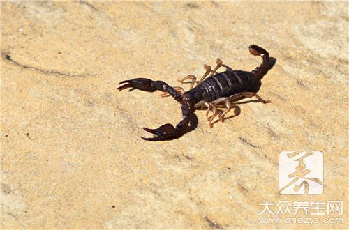 吃蝎子有什么禁忌？