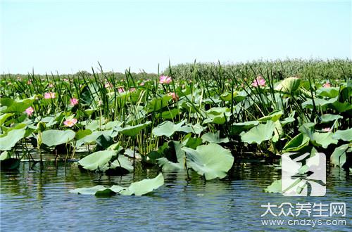 芝士焗波士顿龙虾